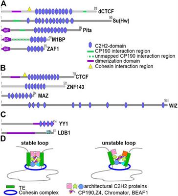 Mechanisms of enhancer-promoter communication and chromosomal architecture in mammals and Drosophila